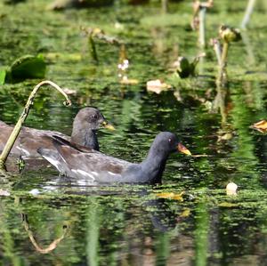 Common Moorhen