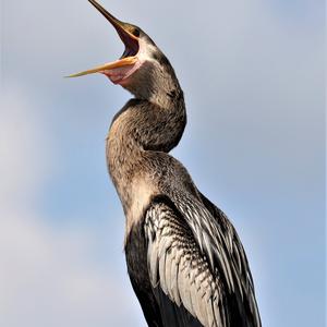 Anhinga