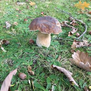 King Bolete