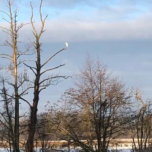 Great Egret