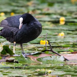 Common Coot