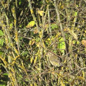 European Greenfinch