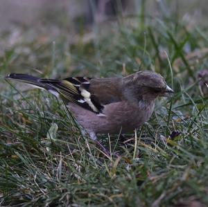 Eurasian Chaffinch