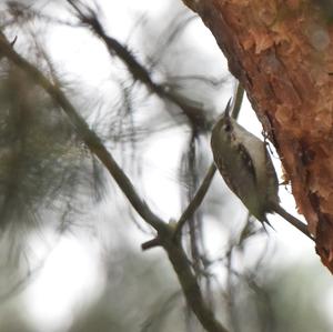 Eurasian Treecreeper