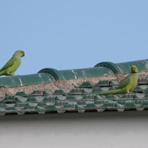 Rose-ringed Parakeet