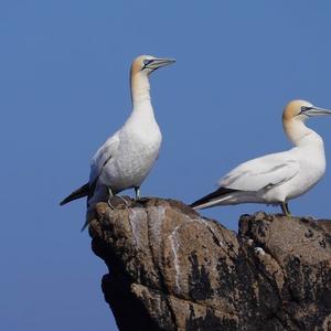 Northern Gannet