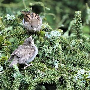 House Sparrow