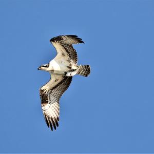 Osprey