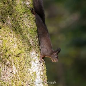 Eurasian Red Squirrel