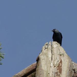 Eurasian Jackdaw