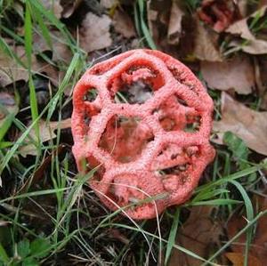 Red Cage Fungus