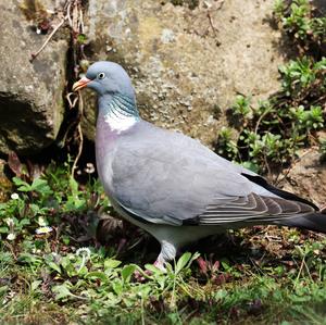 Common Wood-pigeon