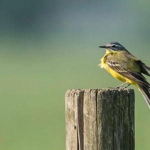 Yellow Wagtail