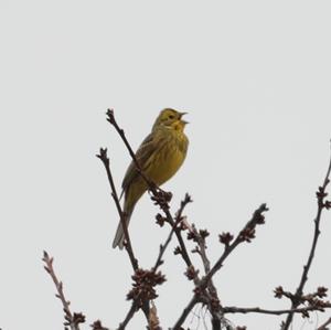 Yellowhammer