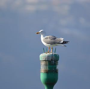 Yellow-legged Gull