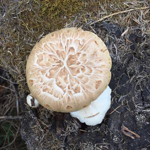 Scaly Lentinus