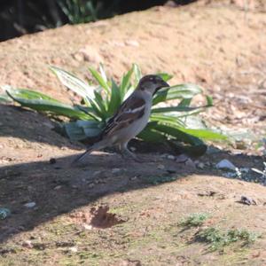 Spanish Sparrow