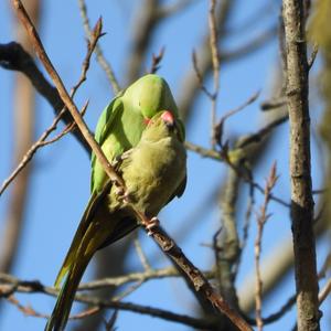 Rose-ringed Parakeet