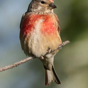 Eurasian Linnet