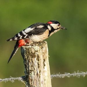 Great Spotted Woodpecker