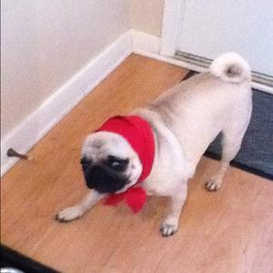 Unknown Breed