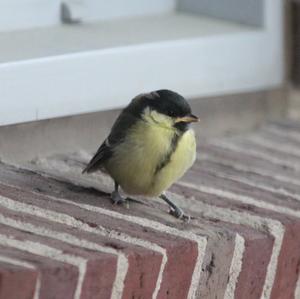 Great Tit