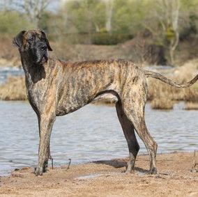 Great Dane