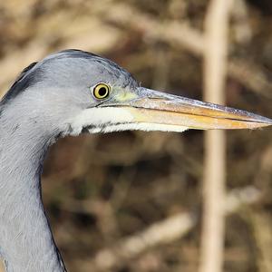 Grey Heron