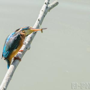 Common Kingfisher