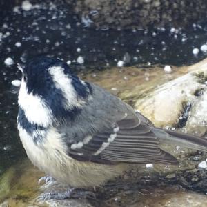 Coal Tit