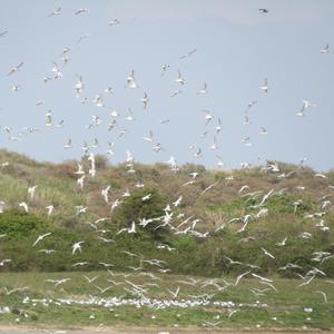 Sandwich Tern