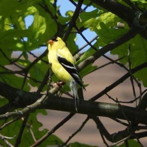 American Goldfinch