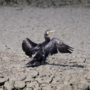 Great Cormorant