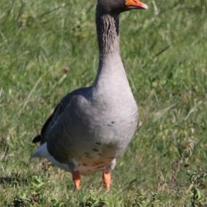 Greylag Goose