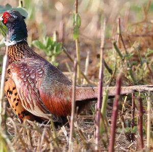 Common Pheasant