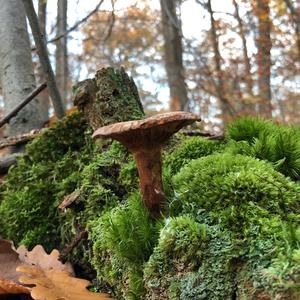 Poison Paxillus