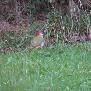 Eurasian Green Woodpecker