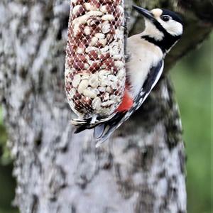 Great Spotted Woodpecker