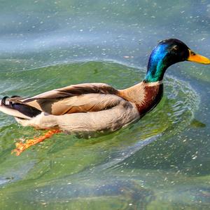 Mallard