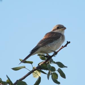 Red-backed Shrike