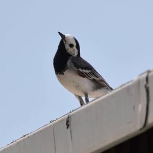 White Wagtail