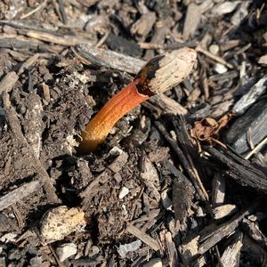 Stinkhorn, Common