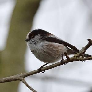 Long-tailed Tit