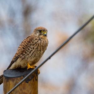 Common Kestrel