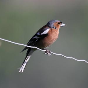 Eurasian Chaffinch