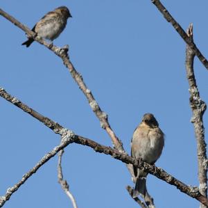 Eurasian Chaffinch