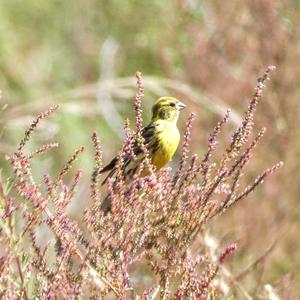 European Serin