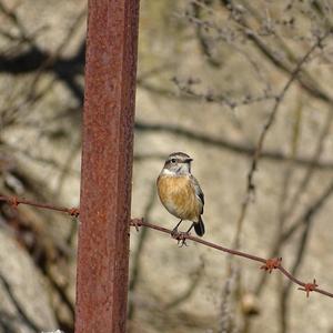 European stonechat