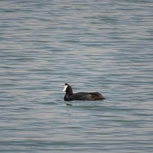 Red-knobbed Coot