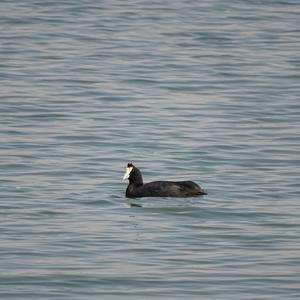 Red-knobbed Coot